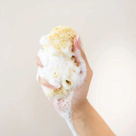 Sea Sponge